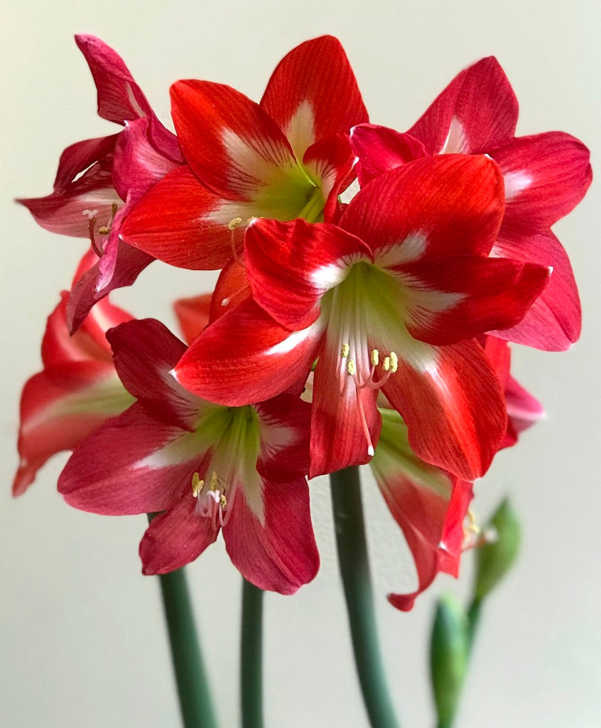 (25894) Large Amaryllis Bulb (Five Colors Available)