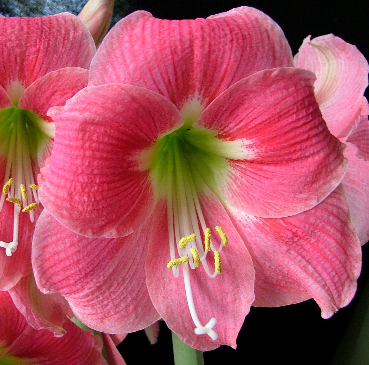 (25894) Large Amaryllis Bulb (Five Colors Available)