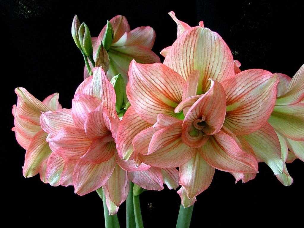 (25894) Large Amaryllis Bulb (Five Colors Available)