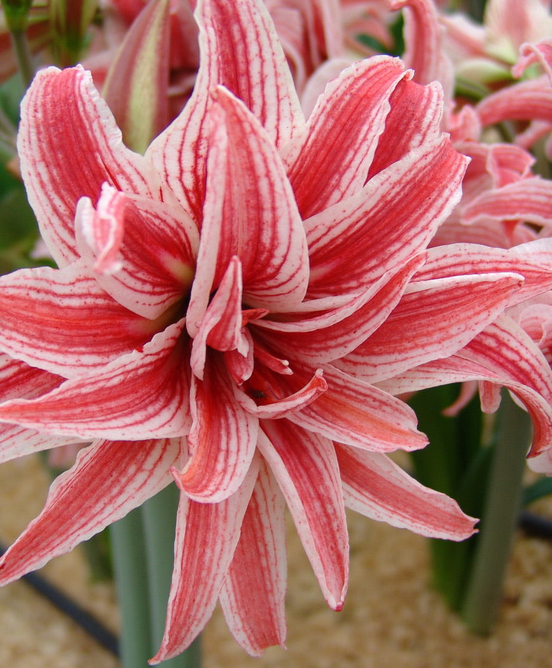 (25894) Large Amaryllis Bulb (Five Colors Available)