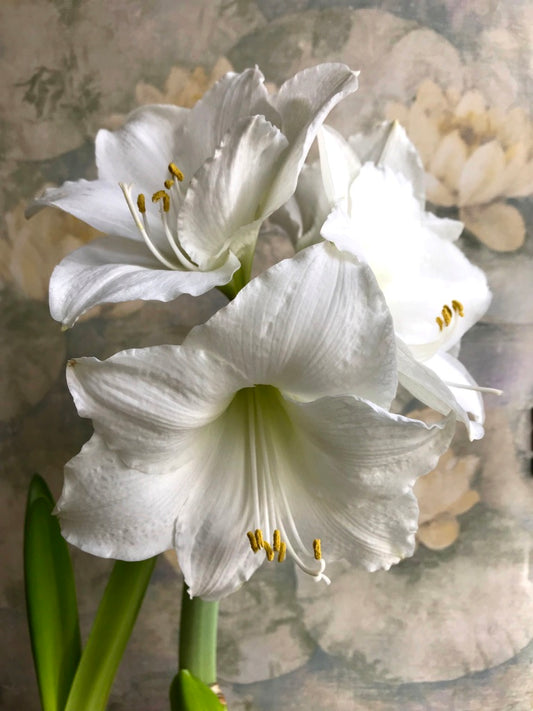 (25894) Large Amaryllis Bulb (Five Colors Available)